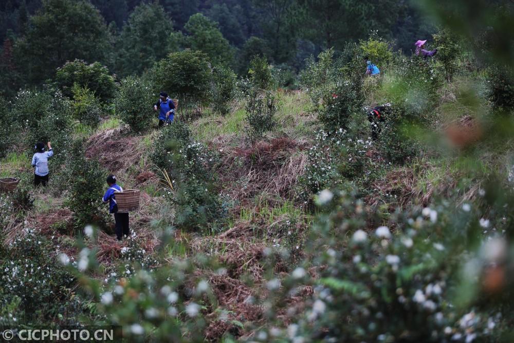 紫云苗族布依族自治县住房和城乡建设局最新招聘启事与职位概述