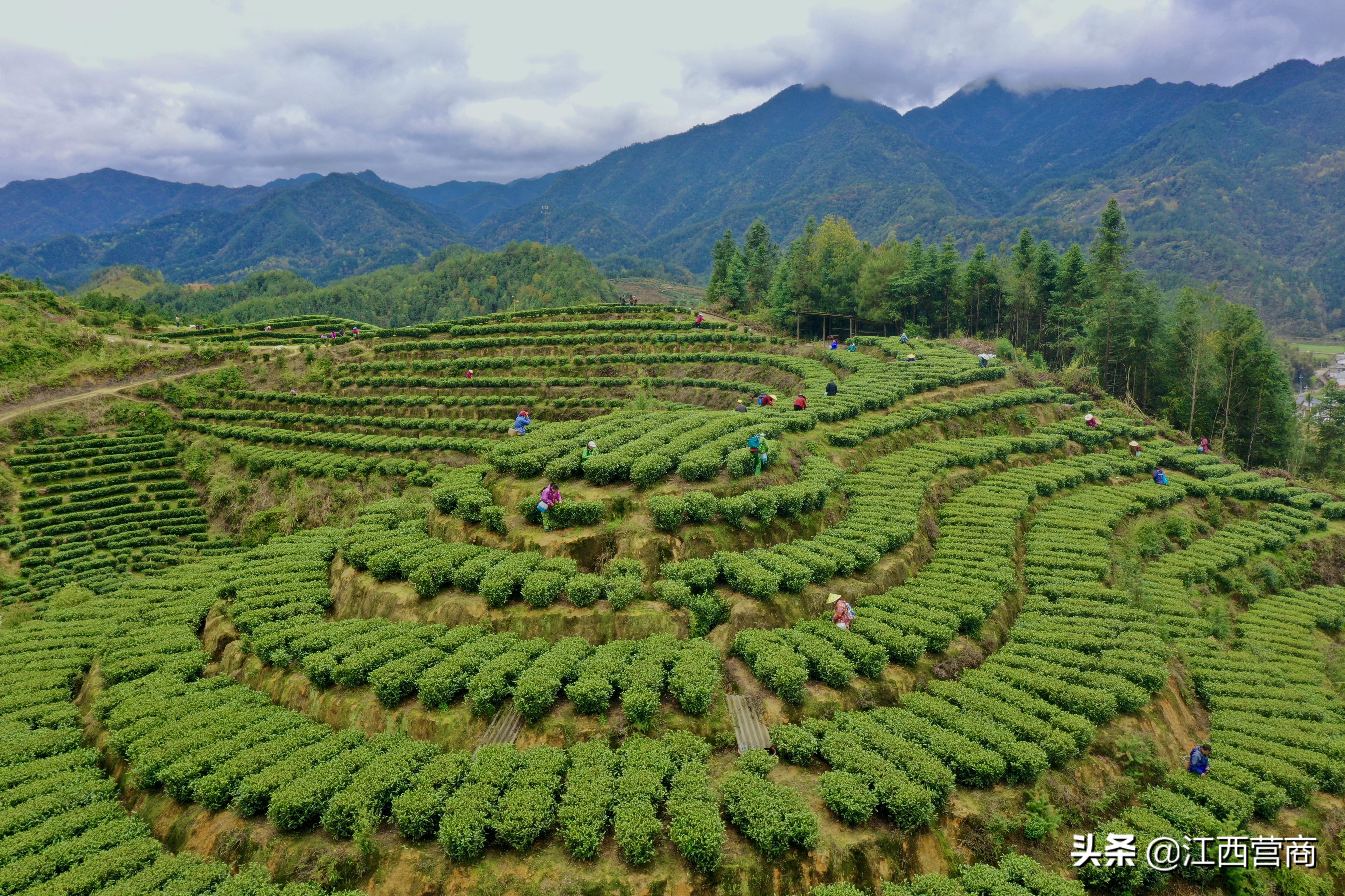 铜鼓县计生委最新招聘信息与招聘动态概览