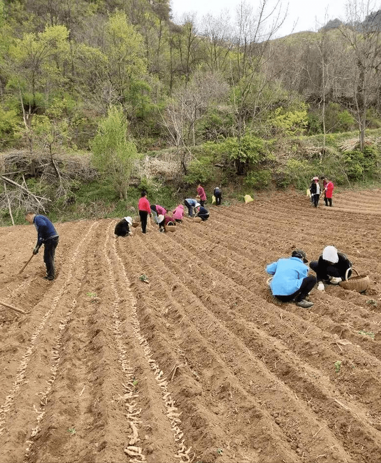 柳江县农业农村局最新项目进展报告概览