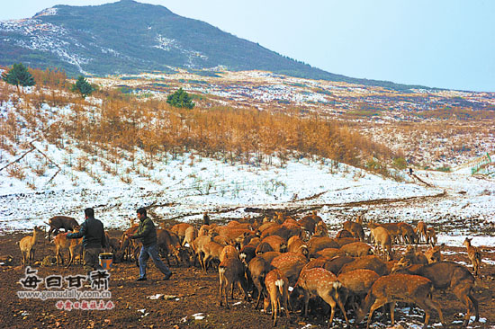 养鹿镇新项目塑造未来蓝图，引领地方经济发展新篇章