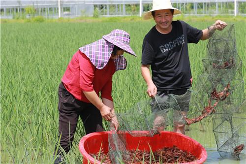 罗陈乡新项目启动，开启乡村崭新发展篇章